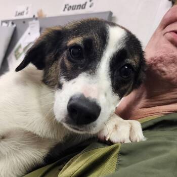 Lily -  Mixed Breed Dog for Adoption in Charleston, West Virginia - Lily | PetCurious