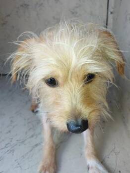 Yorkshire Terrier and Mixed Breed Dogs Available for Adoption - HOPPER | PetCurious