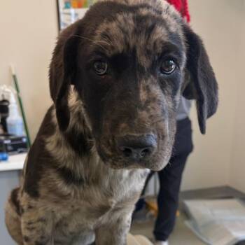 Sniffin Griffin -  Catahoula Leopard Dog and Mixed Breed Dog for Adoption in Nashville, Tennessee - Sniffin Griffin | PetCurious