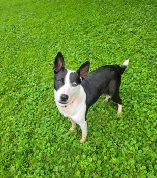 June bug -  Australian Cattle Dog Blue Heeler Dog for Adoption in Merrillville, Indiana - June Bug | PetCurious