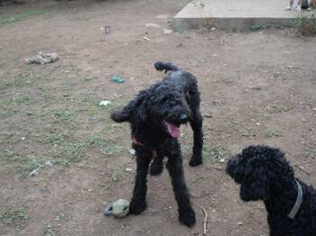 Donna Lucha -  Labradoodle Dog for Adoption in Boulder, Colorado - Donna Lucha | PetCurious