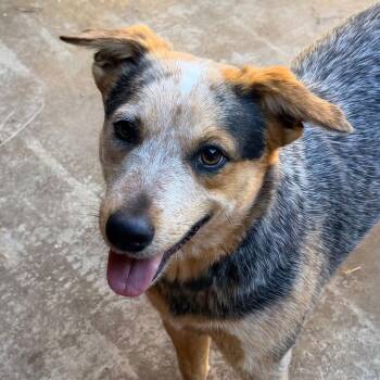 Australian Cattle Dog Blue Heeler Dogs Available for Adoption - Leanne | PetCurious