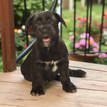 Schnauzer Dogs Available for Adoption - Logan  | PetCurious