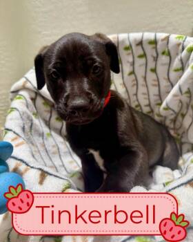 Tori Puppies - Females -  Dutch Shepherd Dog for Adoption in Glendale, Arizona - Tori Puppies - Females | PetCurious