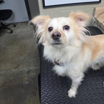 Dexter -  Papillon and Pomeranian Dog for Adoption in Madisonville, Kentucky - Dexter | PetCurious