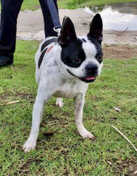 Rescue Boston Terrier Dogs for Adoption in Gainesville, Texas - Pearl (Adoption Pending) | PetCurious