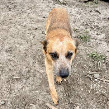 Australian Cattle Dog Blue Heeler Dogs Available for Adoption in Albany, Missouri - Tilly | PetCurious