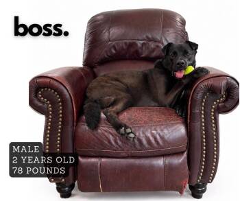 Boss -  Mixed Breed Dog for Adoption in Ashland, Kentucky - Boss | PetCurious
