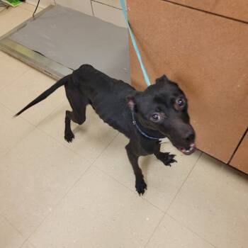 Rescue Labrador Retriever and Mixed Breed Dogs for Adoption in Bossier City, Louisiana - Shadow | PetCurious