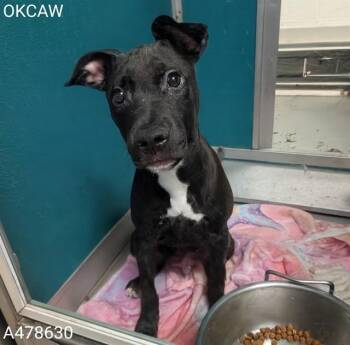 A478630 -  Staffordshire Bull Terrier Dog for Adoption in Oklahoma City, Oklahoma - A478630 | PetCurious