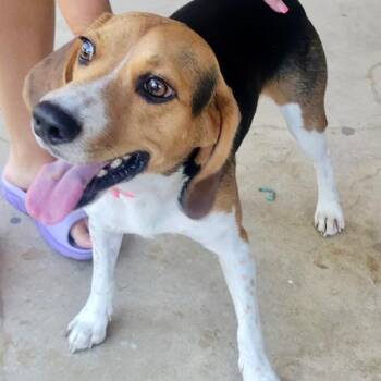 Buddy -  Beagle Dog for Adoption in Austin, Texas - Buddy | PetCurious