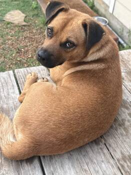 Rescue Terrier Dogs for Adoption in Austin, Texas - Jack | PetCurious