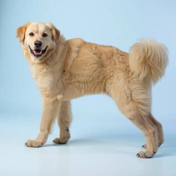 Rescue Akbash and Great Pyrenees Dogs for Adoption in Redondo Beach, California - Fluffy-ADOPT Me!! | PetCurious