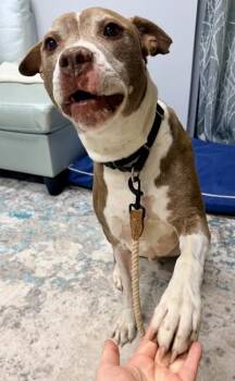 Mixed Breed Dogs Available for Adoption in Cincinnati, Ohio - Buzz Lightyear | PetCurious