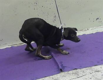 JANNIE -  Chihuahua and Mixed Breed Dog for Adoption in Houston, Texas - JANNIE | PetCurious