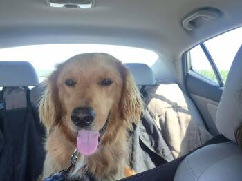 Elvis -  Golden Retriever Dog for Adoption in Elkton, Maryland - Elvis | PetCurious