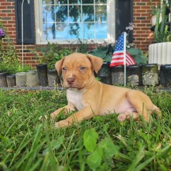 Boo Bear -  Mixed Breed Dog for Adoption in Greensboro, North Carolina - Boo Bear | PetCurious