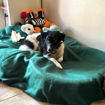 Viktor *Arriving 11/6* D12957 -  Border Collie and Spaniel Dog for Adoption - Viktor *Arriving 11/6* D12957 | PetCurious