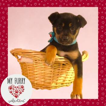 Husky and Labrador Retriever Dogs Available for Adoption - Ursula | PetCurious