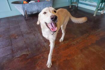 Billy -  Labrador Retriever Dog for Adoption in San Antonio, Texas - Billy | PetCurious