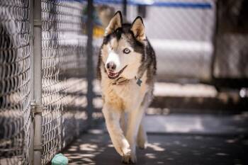 Husky Dogs Available for Adoption in Twentynine Palms, California - Odin | PetCurious