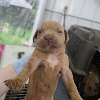 Goosey -  Mixed Breed Dog Available for Adoption in Dekalb, Illinois - Goosey | PetCurious
