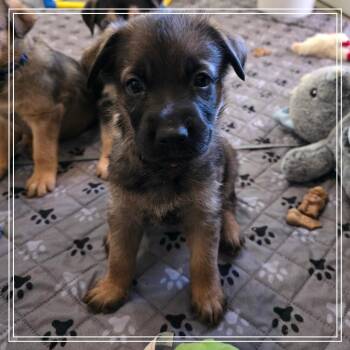 Churro -  Shepherd and Mixed Breed Dog for Adoption in Chandler, Arizona - Churro | PetCurious