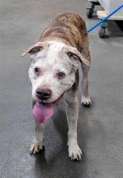 Pit Bull Terrier and Labrador Retriever Dogs Available for Adoption - BENJAMIN | PetCurious