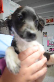Chihuahua Dogs Available for Adoption in Pahrump, Nevada - Lena (Hailey P1) | PetCurious