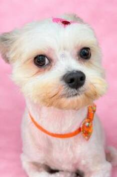 Bichon Frise and Shih Tzu Dogs Available for Adoption - Bessie | PetCurious