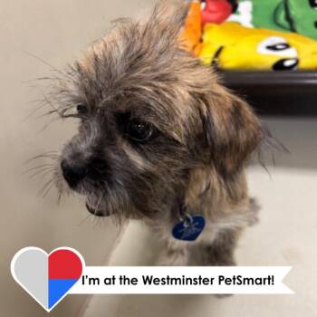 Flannery -  Miniature Schnauzer and Mixed Breed Dog for Adoption in Fort Collins, Colorado - Flannery | PetCurious