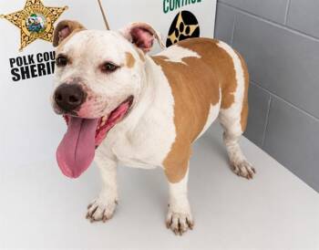 American Bulldog and Mixed Breed Dogs Available for Adoption in Winter Haven, Florida - ASHLEY | PetCurious