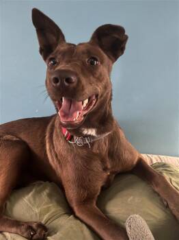 Cece -  Labrador Retriever and Australian Kelpie Dog for Adoption in Maple Ridge, British Columbia - Cece | PetCurious