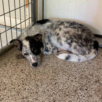 Everett -  Australian Cattle Dog Blue Heeler and Mixed Breed Dog for Adoption in Brownsboro, Alabama - Everett | PetCurious