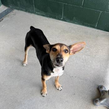 Carne Asada -  Rat Terrier and Mixed Breed Dog for Adoption in Carencro, Louisiana - Carne Asada | PetCurious
