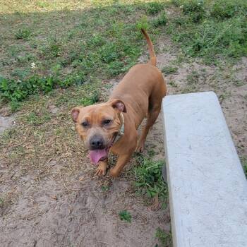 Lime -  Mixed Breed Dog for Adoption in Lake Panasoffkee, Florida - Lime | PetCurious
