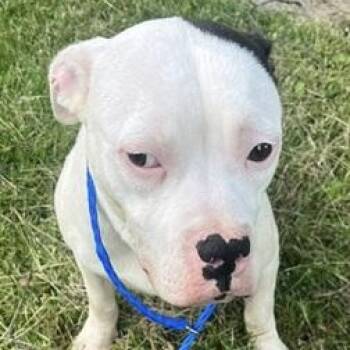 Rescue Boxer Dogs for Adoption in Birmingham, Michigan - Lilly- Needs A Forever Home! | PetCurious