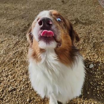 Cruz -  Australian Shepherd Dog for Adoption in Bentonville, Arkansas - Cruz | PetCurious