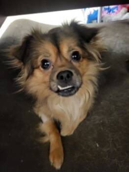 Rescue Pekingese and Mixed Breed Dogs for Adoption in Irving, Texas - Buck | PetCurious