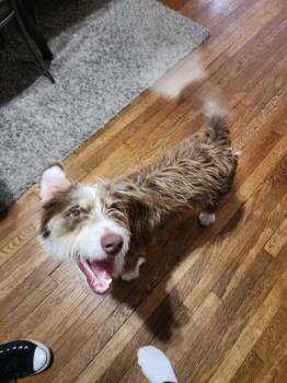 Tucker -  Terrier Dog for Adoption in Coldwater, Michigan - Tucker | PetCurious