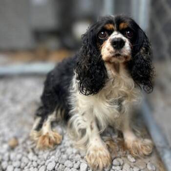 Dixie -  Cocker Spaniel and Cavalier King Charles Spaniel Dog for Adoption in St. Louis, Missouri - Dixie | PetCurious