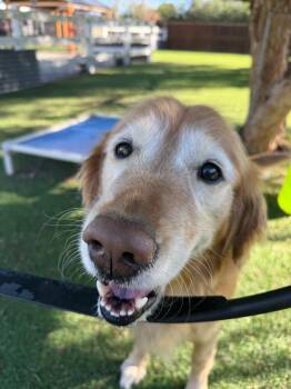 Scarlett -  Golden Retriever Dog for Adoption in Temecula, California - Scarlett | PetCurious