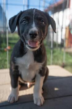 Plutas -  Border Collie and Cattle Dog Dog for Adoption in Bend, Oregon - Plutas | PetCurious