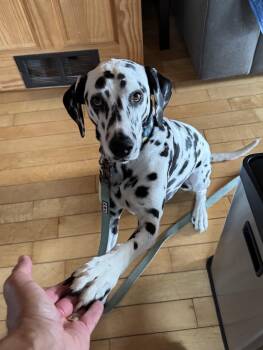 Rescue Dalmatian Dogs for Adoption in San Diego, California - Opal-East Patchogue, NY | PetCurious