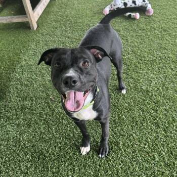 Rescue Pit Bull Terrier Dogs for Adoption in Eatontown, New Jersey - Beauty | PetCurious