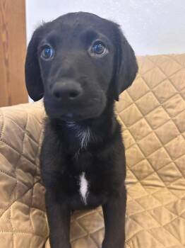 Labrador Retriever Dogs Available for Adoption in Sparta, Illinois - Phoenix | PetCurious