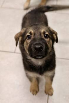 Tsunami -  Terrier Dog for Adoption in Tucson, Arizona - Tsunami | PetCurious