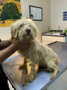 Pearl -  Lhasa Apso and Mixed Breed Dog for Adoption in Severance, Colorado - Pearl | PetCurious
