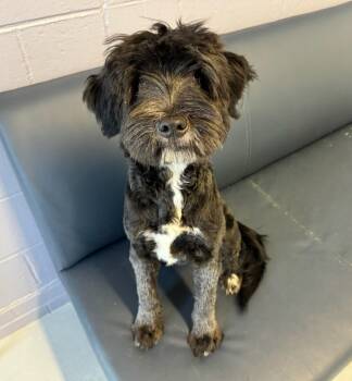 Magic -  Mixed Breed Dog for Adoption in Boston, Massachusetts - Magic | PetCurious
