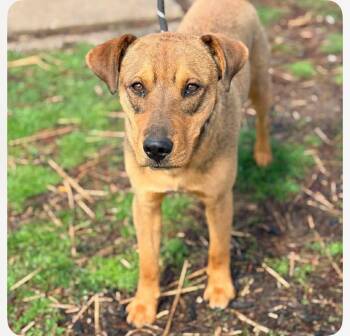 Mixed Breed Dogs Available for Adoption in Columbia, Maryland - Wonton CS  | PetCurious